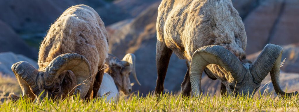 bighorn sheep grazing