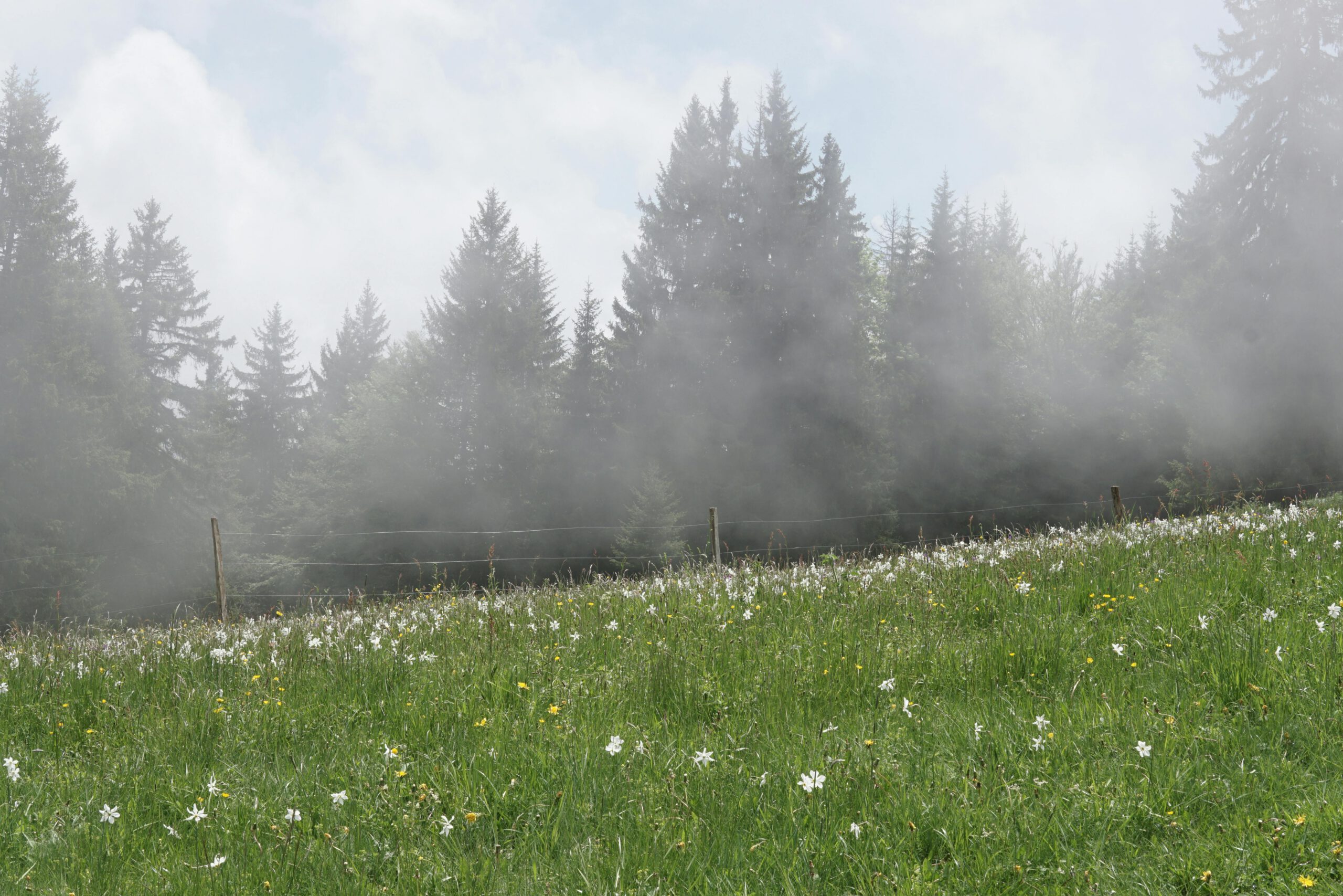 CWF supports local gov. review of high fences on Sangre de Cristo land grant lands