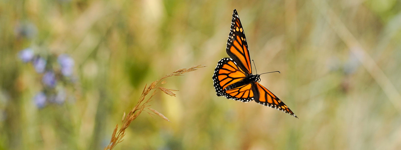 Banner Monarch Butterfly